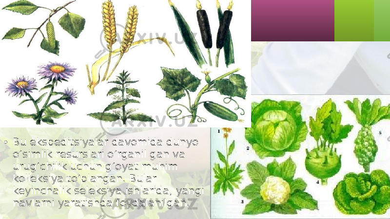 • Bu ekspeditsiyalar davomida dunyo o‘simlik resurslari o‘rganil gan va urug‘chilik uchun g‘oyat muhim kolleksiya to‘plangan. Bular keyinchalik seleksiya ishlarida, yangi navlarni yaratishda foydalanilgan. 