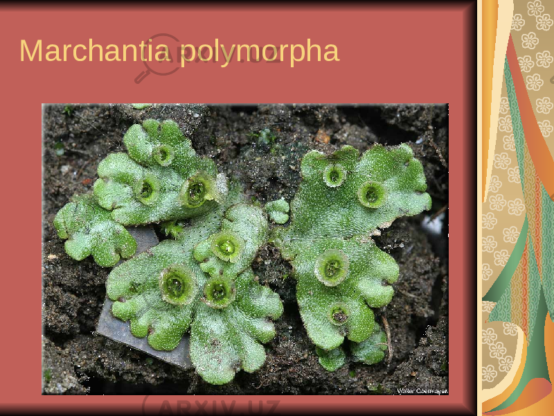 Marchantia polymorpha 