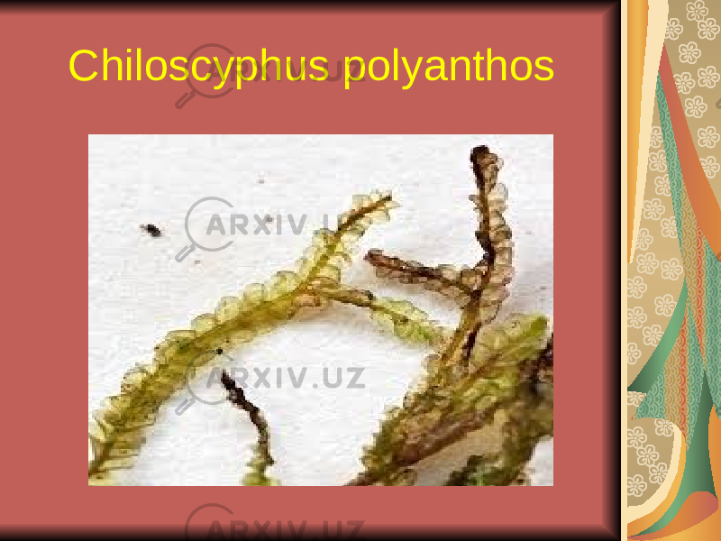 Chiloscyphus polyanthos 