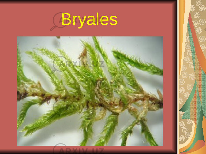 Bryales 