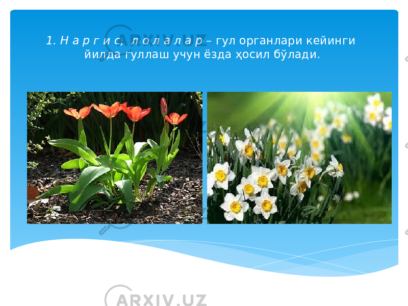 1. Н а р г и с, л о л а л а р – гул органлари кейинги йилда гуллаш учун ёзда ҳосил бўлади. 