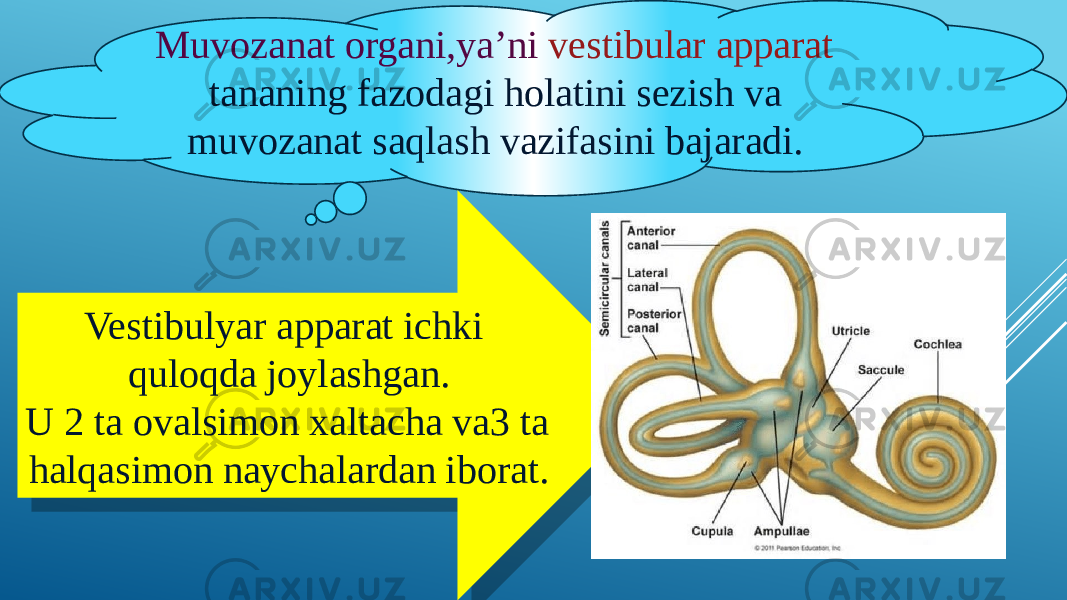 Muvozanat organi,ya’ni vestibular apparat tananing fazodagi holatini sezish va muvozanat saqlash vazifasini bajaradi. Vestibulyar apparat ichki quloqda joylashgan. U 2 ta ovalsimon xaltacha va3 ta halqasimon naychalardan iborat.39 0C030D050C1907 3A 0E07 