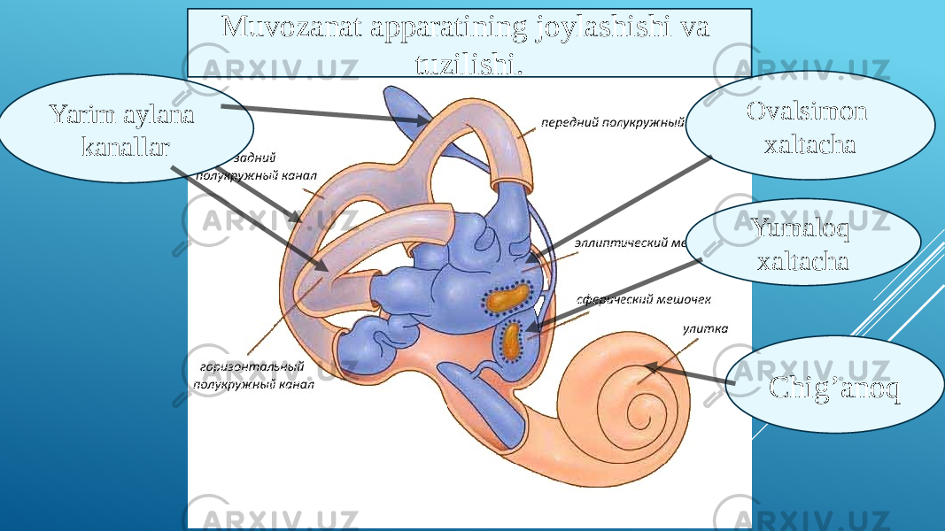 Yarim aylana kanallar Ovalsimon xaltacha Yumaloq xaltacha Chig’anoqMuvozanat apparatining joylashishi va tuzilishi. 