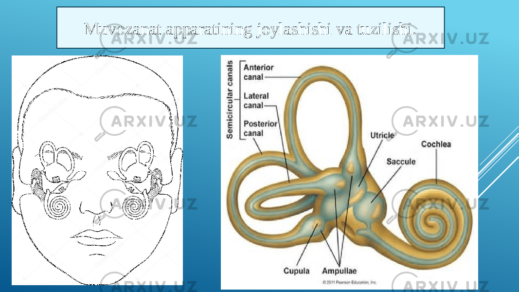 Muvozanat apparatining joylashishi va tuzilishi. 