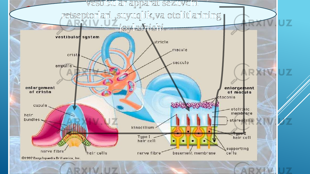 Vestibular apparat sezuvchi retseptorlari ,suyuqlik,va otolitlarining joylashishi. 