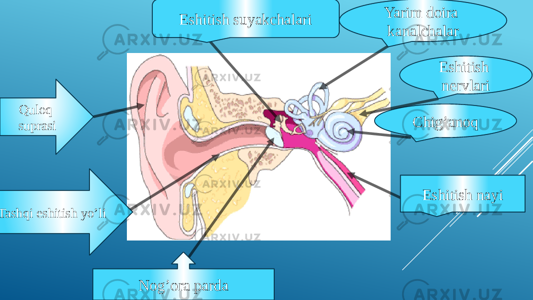 Quloq suprasi Tashqi eshitish yo’li Eshitish suyakchalari Yarim doira kanalchalar Chig’anoq Eshitish nervlari Nog’ora parda Eshitish nayi 