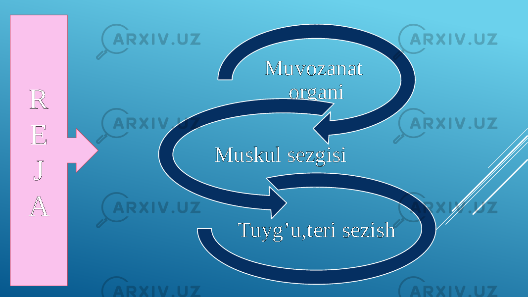 Muvozanat organi Muskul sezgisi Tuyg’u,teri sezishR E J A 