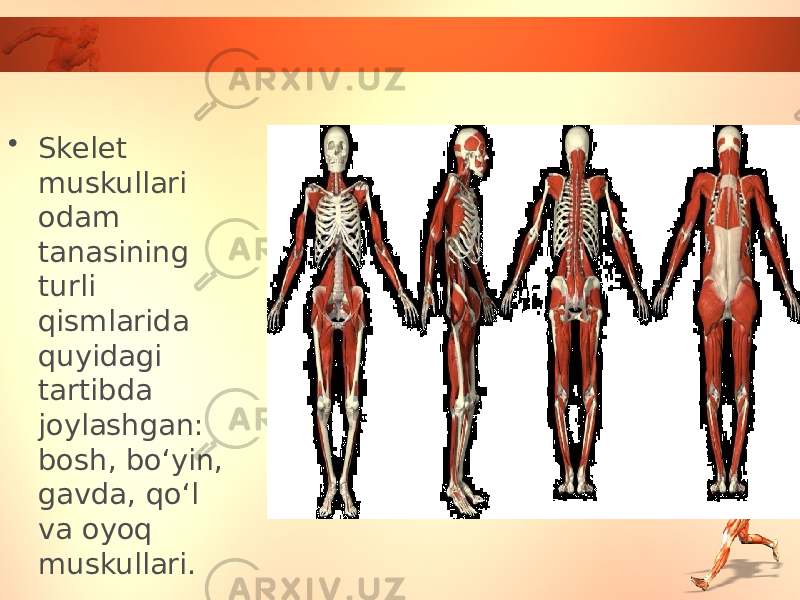 • Skelet muskullari odam tanasining turli qismlarida quyidagi tartibda joylashgan: bosh, bo‘yin, gavda, qo‘l va oyoq muskullari. 