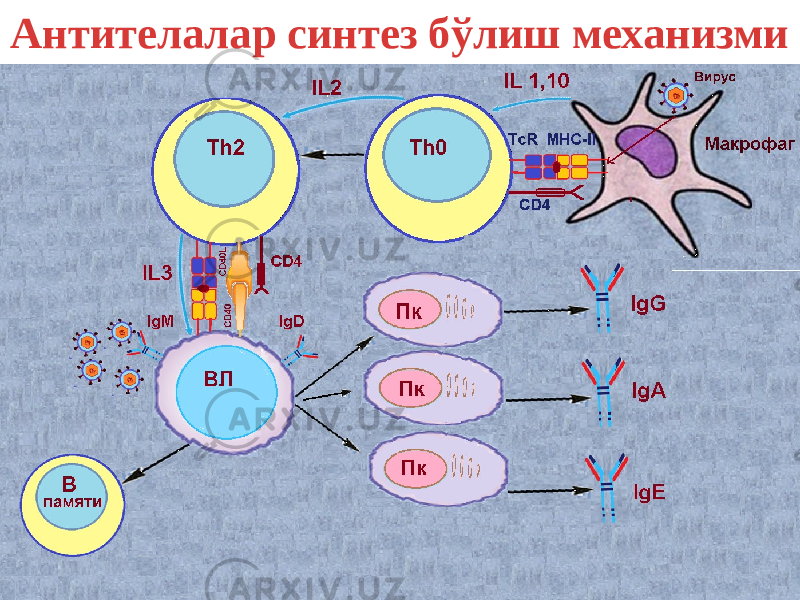 Антителалар синтез бўлиш механизми 