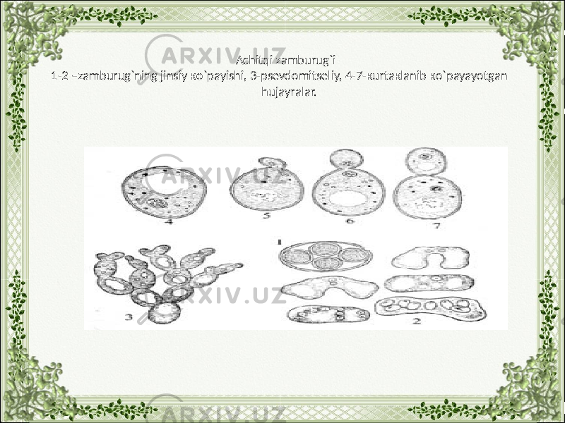 Аchitqi zаmburug`i 1-2 –zаmburug`ning jinsiy кo`pаyishi, 3-psеvdоmitsеliy, 4-7-кurtакlаnib кo`pаyayotgаn hujаyrаlаr. 