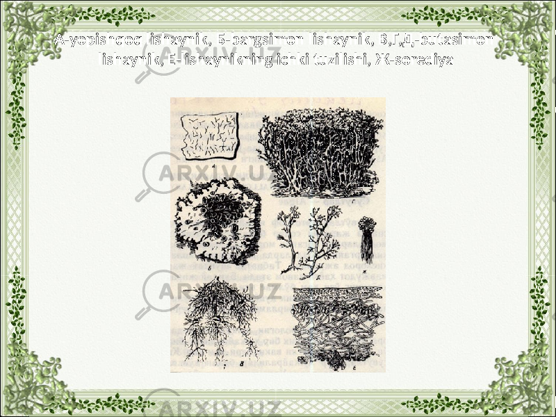 А-yopishqoq lishaynik, Б-bargsimon lishaynik, В,Г,Д-butasimon lishaynik, E-lishaynikning ichki tuzilishi, Ж-sorediya 