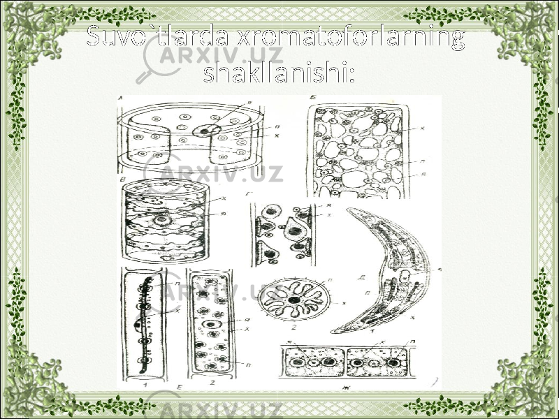 Suvo`tlarda xromatoforlarning shakllanishi: 