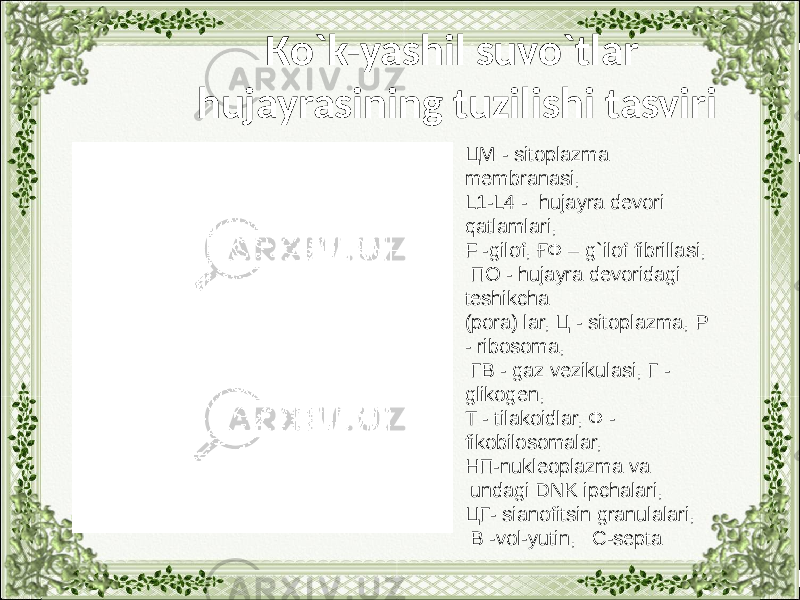 Кo`k-yashil suvo`tlar hujayrasining tuzilishi tasviri ЦM - sitoplazma membranasi, L1-L4 - hujayra devori qatlamlari, F -gilof, ҒФ – g`ilof fibrillasi, ПO - hujayra devoridagi teshikcha (pora) lar, Ц - sitoplazma, Р - ribosoma, ГВ - gaz vezikulasi, Г - glikogen, T - tilakoidlar, Ф - fikobilosomalar, НП-nukleoplazma va undagi DNK ipchalari, ЦГ- sianofitsin granulalari, В -vol-yutin, С-septa 