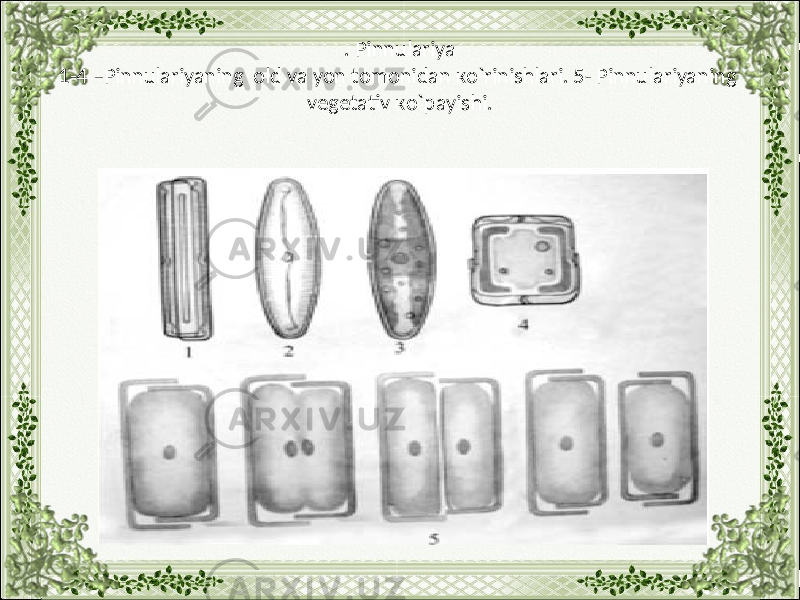 . Pinnulаriya 1-4 –Pinnulаriyaning оld vа yon tоmоnidаn кo`rinishlаri. 5- Pinnulаriyaning vеgеtаtiv кo`pаyishi. 