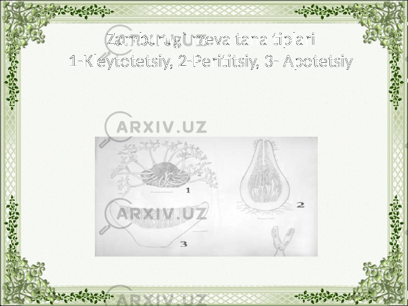 Zamburug` mеvа tаnа tiplаri 1-Кlеytоtеtsiy, 2-Pеrititsiy, 3- Аpоtеtsiy 