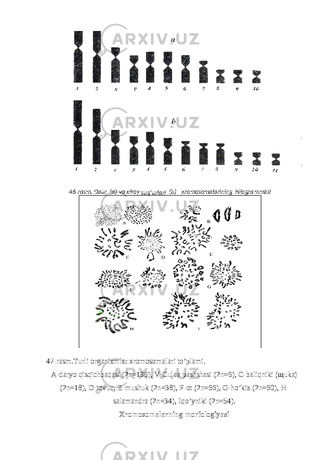 47-rasm.Turli organizmlar xromosomalari to’plami. A-daryo qisqichbaqasi (2n=196), V-Culex pashshasi (2n=6), C-baliqniki ( щ uka) (2n=18), D-tovuq, E-mushuk (2n=38), F-ot (2n=66), G-ho’kiz (2n=60), H- salamandra (2n=34), Iqo’yniki (2n=54). Xromosomalarning morfologiyasi 4 6 - ras m . Daur ( a ) va xitoy sug‘urlari ( b ) xro m oso m alarining idiogra mm asi 