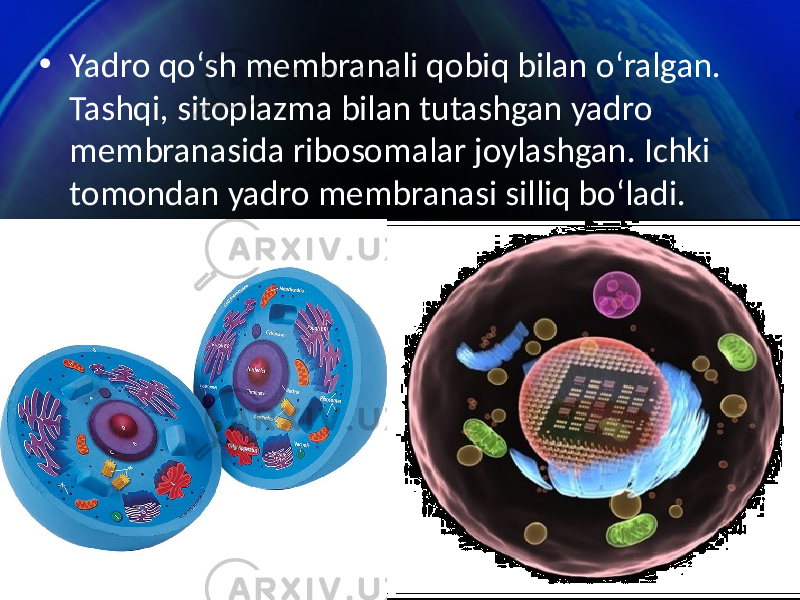 • Yadro qo‘sh membranali qobiq bilan o‘ralgan. Tashqi, sitoplazma bilan tutashgan yadro membranasida ribosomalar joylashgan. Ichki tomondan yadro membranasi silliq bo‘ladi. 