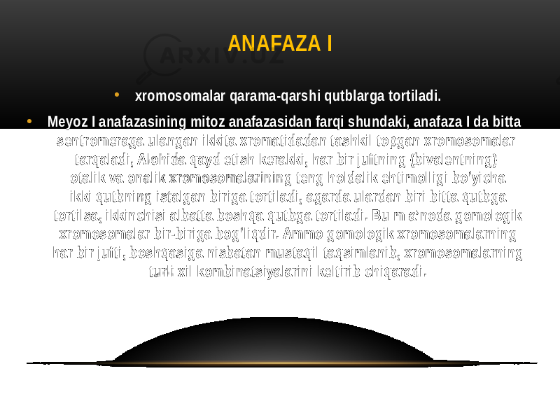 ANAFAZA I • xromosomalar qarama-qarshi qutblarga tortiladi. • Meyoz I anafazasining mitoz anafazasidan farqi shundaki, anafaza I da bitta sentromeraga ulangan ikkita xromatidadan tashkil topgan xromosomalar tarqaladi, Alohida qayd etish kerakki, har bir juftning (bivalentning) otalik va onalik xromosomalarining teng holdalik ehtimolligi bo‘yicha ikki qutbning istalgan biriga tortiladi, agarda ulardan biri bitta qutbga tortilsa, ikkinchisi albatta boshqa qutbga tortiladi. Bu m a’noda gomologik xromosomalar bir-biriga bog‘liqdir. Ammo gomologik xromosomalarning har bir jufti, boshqasiga nisbatan mustaqil taqsimlanib, xromosomalarning turli xil kombinatsiyalarini keltirib chiqaradi. 