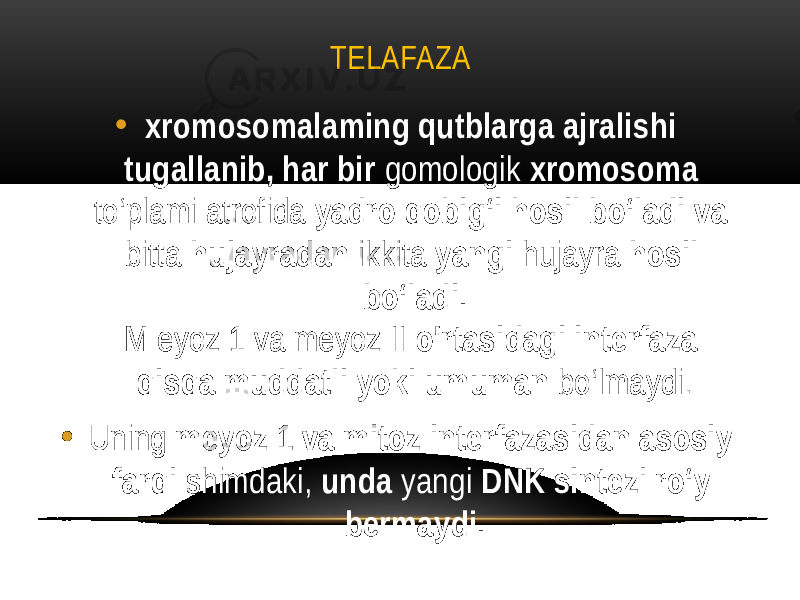 TELAFAZA • xromosomalaming qutblarga ajralishi tugallanib, har bir gomologik xromosoma to‘plami atrofida yadro qobig‘i hosil bo‘ladi va bitta hujayradan ikkita yangi hujayra hosil bo‘ladi. M eyoz 1 va meyoz II o&#39;rtasidagi interfaza qisqa muddatli yoki umuman bo‘lmaydi. • Uning meyoz 1 va mitoz interfazasidan asosiy farqi shimdaki, unda yangi DNK sintezi ro‘y bermaydi. 