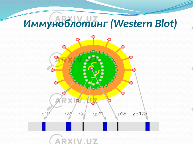 Иммуноблотинг (Western Blot) p18 p24 p33 gp41 p66 gp120 