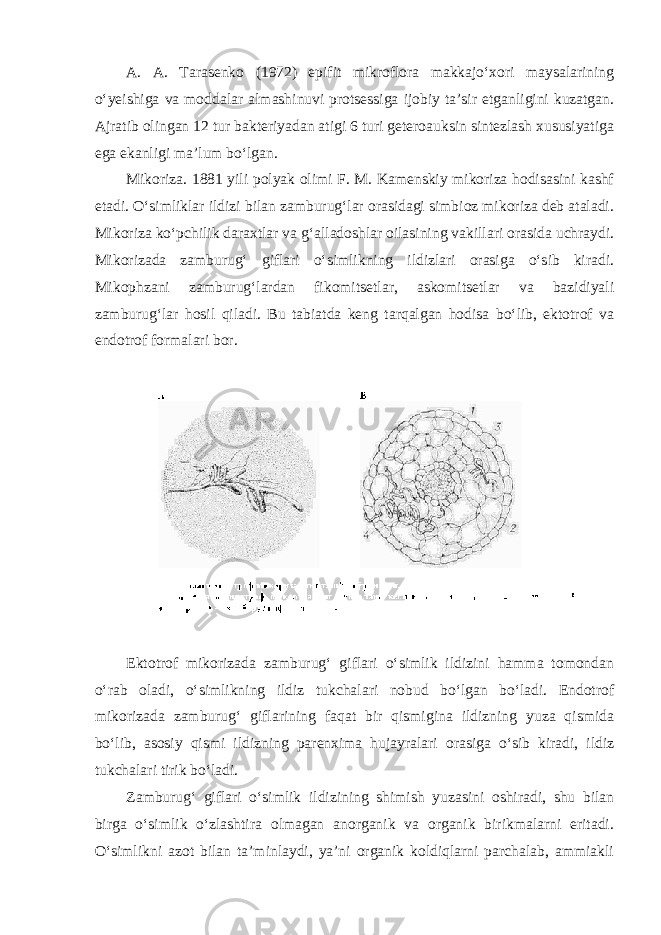 A. A. Tarasenko (1972) epifit mikroflora makkajo‘xori maysalarining o‘yeishiga va moddalar almashinuvi protsessiga ijobiy ta’sir etganligini kuzatgan. Ajratib olingan 12 tur bakteriyadan atigi 6 turi geteroauksin sintezlash xususiyatiga ega ekanligi ma’lum bo‘lgan. Mikoriza. 1881 yili polyak olimi F. M. Kamenskiy mikoriza hodisasini kashf etadi. O‘simliklar ildizi bilan zamburug‘lar orasidagi simbioz mikoriza deb ataladi. Mikoriza ko‘pchilik daraxtlar va g‘alladoshlar oilasining vakillari orasida uchraydi. Mikorizada zamburug‘ giflari o‘simlikning ildizlari orasiga o‘sib kiradi. Mikophzani zamburug‘lardan fikomitsetlar, askomitsetlar va bazidiyali zamburug‘lar hosil qiladi. Bu tabiatda keng tarqalgan hodisa bo‘lib, ektotrof va endotrof formalari bor. E ktotrof mikorizada zamburug‘ giflari o‘simlik ildizini hamma tomondan o‘rab oladi, o‘simlikning ildiz tukchalari nobud bo‘lgan bo‘ladi. Endotrof mikorizada zamburug‘ giflarining faqat bir qismigina ildizning yuza qismida bo‘lib, asosiy qismi ildizning parenxima hujayralari orasiga o‘sib kiradi, ildiz tukchalari tirik bo‘ladi. Zamburug‘ giflari o‘simlik ildizining shimish yuzasini oshiradi, shu bilan birga o‘simlik o‘zlashtira olmagan anorganik va organik birikmalarni eritadi. O‘simlikni azot bilan ta’minlaydi, ya’ni organik koldiqlarni parchalab, ammiakli 