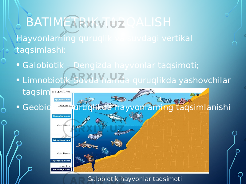 Galobiotik hayvonlar taqsimoti BATIMETRIK TARQALISH Hayvonlarning quruqlik va suvdagi vertikal taqsimlashi: • Galobiotik – Dengizda hayvonlar taqsimoti; • Limnobiotik-Suvda hamda quruqlikda yashovchilar taqsimoti • Geobiotik- Quruqlikda hayvonlarning taqsimlanishi 