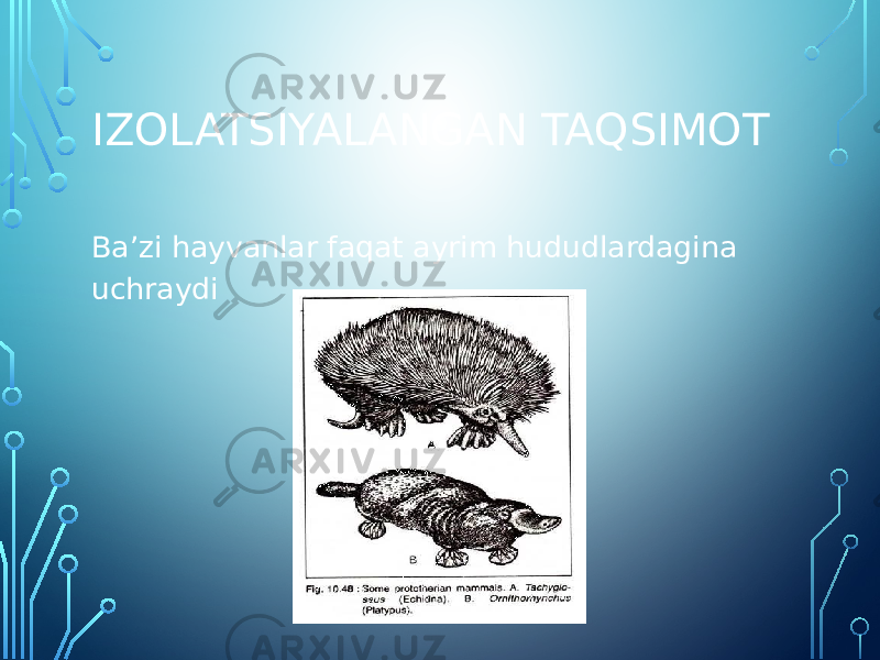 IZOLATSIYALANGAN TAQSIMOT Baʼzi hayvanlar faqat ayrim hududlardagina uchraydi 