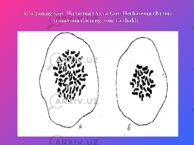 G’o’zaning Gos. Hirsutum (A) va Gos. Herbaseum (B) turi xromasomalarning soni va shakli. 