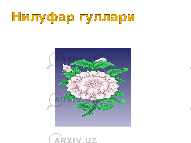 Нилуфар гуллари 