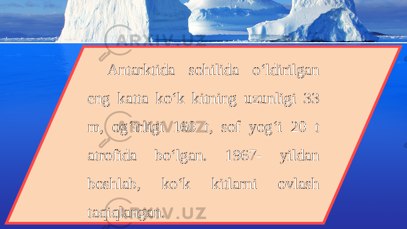 Antarktida sohilida o‘ldirilgan eng katta ko‘k kitning uzunligi 33 m, og‘irligi 160 t, sof yog‘i 20 t atrofida bo‘lgan. 1967- yildan boshlab, ko‘k kitlarni ovlash taqiqlangan. 