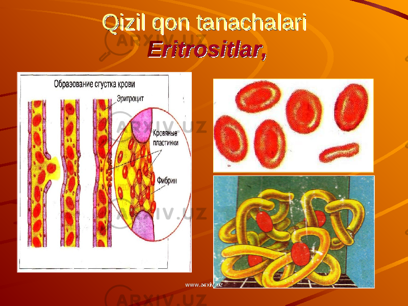 Qizil qon tanachalariQizil qon tanachalari EE ritrositlar,ritrositlar, www.arxiv.uzwww.arxiv.uz 