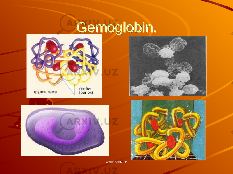 Gemoglobin.Gemoglobin. www.arxiv.uzwww.arxiv.uz 