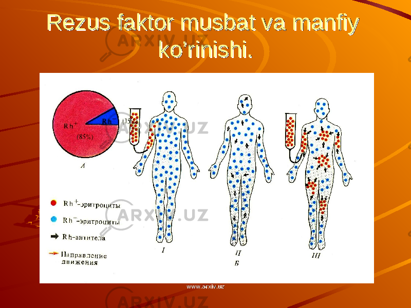 Rezus faktor musbat va manfiy Rezus faktor musbat va manfiy ko’rinishi.ko’rinishi. www.arxiv.uzwww.arxiv.uz 