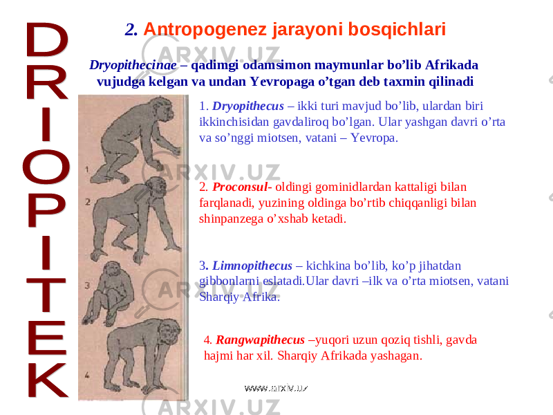 2. Antropogenez jarayoni bosqichlari Dryopithecinae – qadimgi odamsimon maymunlar bo’lib Afrikada vujudga kelgan va undan Yevropaga o’tgan deb taxmin qilinadi 1. Dryopithecus – ikki turi mavjud bo’lib, ulardan biri ikkinchisidan gavdaliroq bo’lgan. Ular yashgan davri o’rta va so’nggi miotsen, vatani – Yevropa. 2. Proconsul - oldingi gominidlardan kattaligi bilan farqlanadi, yuzining oldinga bo’rtib chiqqanligi bilan shinpanzega o’xshab ketadi . 3 . Limnopithecus – kichkina bo’lib, ko’p jihatdan gibbonlarni eslatadi.Ular davri –ilk va o’rta miotsen, vatani Sharqiy Afrika . 4. Rangwapithecus –yuqori uzun qoziq tishli, gavda hajmi har xil. Sharqiy Afrikada yashagan . www.arxiv.uz 