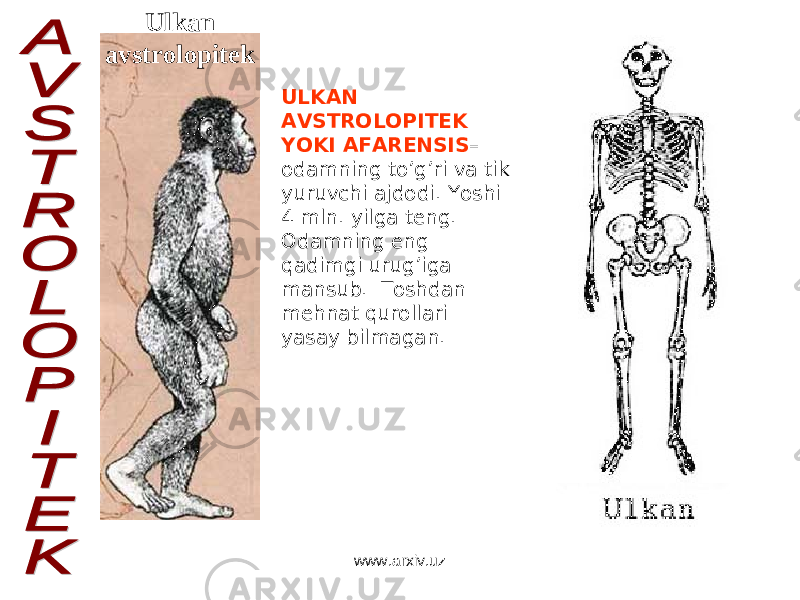 Ulkan avstrolopitek ULKAN AVSTROLOPITEK YOKI AFARENSIS – odamning to’g’ri va tik yuruvchi ajdodi. Yoshi 4 mln. yilga teng. Odamning eng qadimgi urug’iga mansub. Toshdan mehnat qurollari yasay bilmagan. www.arxiv.uz 