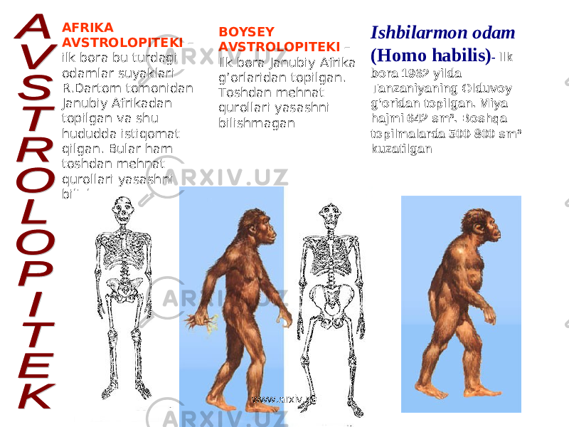AFRIKA AVSTROLOPITEKI – ilk bora bu turdagi odamlar suyaklari R.Dartom tomonidan Janubiy Afrikadan topilgan va shu hududda istiqomat qilgan. Bular ham toshdan mehnat qurollari yasashni bilishmagan. BOYSEY AVSTROLOPITEKI – Ilk bora Janubiy Afrika g’orlaridan topilgan. Toshdan mehnat qurollari yasashni bilishmagan Ishbilarmon odam (Homo habilis) - Ilk bora 1962 yilda Tanzaniyaning Olduvoy g’oridan topilgan. Miya hajmi 642 sm³. Boshqa topilmalarda 500-800 sm³ kuzatilgan www.arxiv.uz 