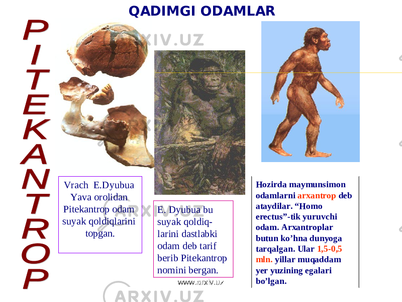 QADIMGI ODAMLAR Vrach E.Dyubua Yava orolidan Pitekantrop odam suyak qoldiqlarini topgan. E. Dyubua bu suyak qoldiq- larini dastlabki odam deb tarif berib Pitekantrop nomini bergan. Hozirda maymunsimon odamlarni arxantrop deb ataydilar. “Homo erectus”-tik yuruvchi odam. Arxantroplar butun ko’hna dunyoga tarqalgan. Ular 1,5-0,5 mln. yillar muqaddam yer yuzining egalari bo’lgan. www.arxiv.uz 