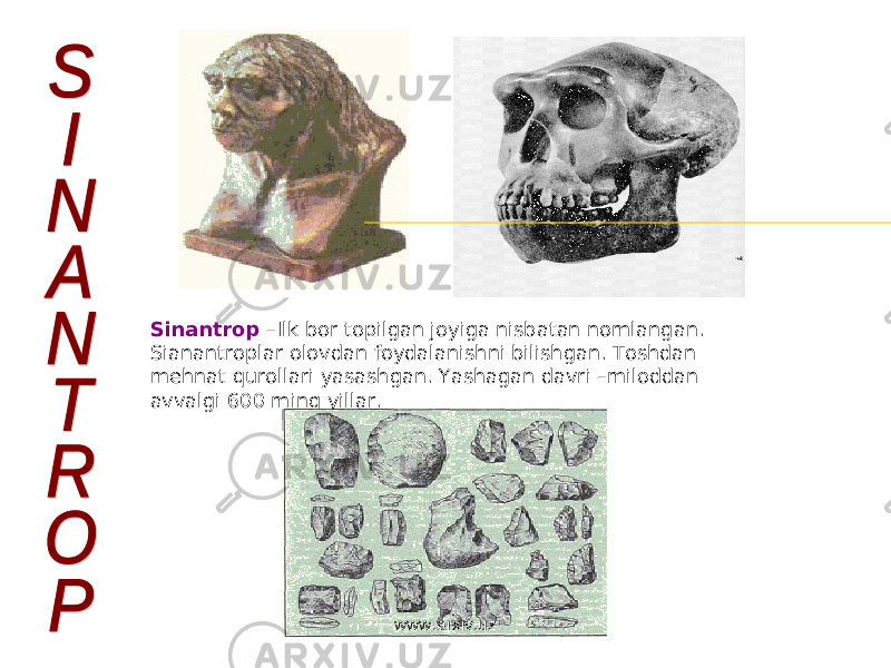 Sinantrop – Ilk bor topilgan joyiga nisbatan nomlangan. Sianantroplar olovdan foydalanishni bilishgan. Toshdan mehnat qurollari yasashgan. Yashagan davri –miloddan avvalgi 600 ming yillar. www.arxiv.uz 
