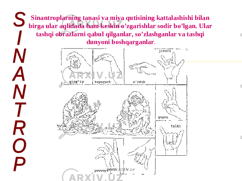 Sinantroplarning tanasi va miya qutisining kattalashishi bilan birga ular aqlidada ham keskin o’zgarishlar sodir bo’lgan. Ular tashqi obrazlarni qabul qilganlar, so’zlashganlar va tashqi dunyoni boshqarganlar . www.arxiv.uz 