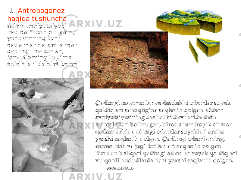  1. Antropogenez haqida tushuncha . Odam evolyutsiyasi haqida “tosh bitiklar”, yer qa’rining turli qatlamlarida saqlangan qadimgi makonlar, jonzotlarning topilma qoldiqlari dalolat beradi Qadimgi maymunlar va dastlabki odamlar suyak qoldiqlari sanoqligina saqlanib qolgan . Odam evolyutsiyasining dastlabki davrlarida dafn marosimlari bo’lmagan, biroq sho’r tropik o’rmon qatlamlarida qadimgi odamlar suyaklari ancha yaxshi saqlanib qolgan. Qadimgi odamlarning, asosan tish va jag’ bo’laklari saqlanib qolgan. Bundan tashqari qadimgi odamlar suyak qoldiqlari vulqonli hududlarda ham yaxshi saqlanib qolgan. www.arxiv.uz 