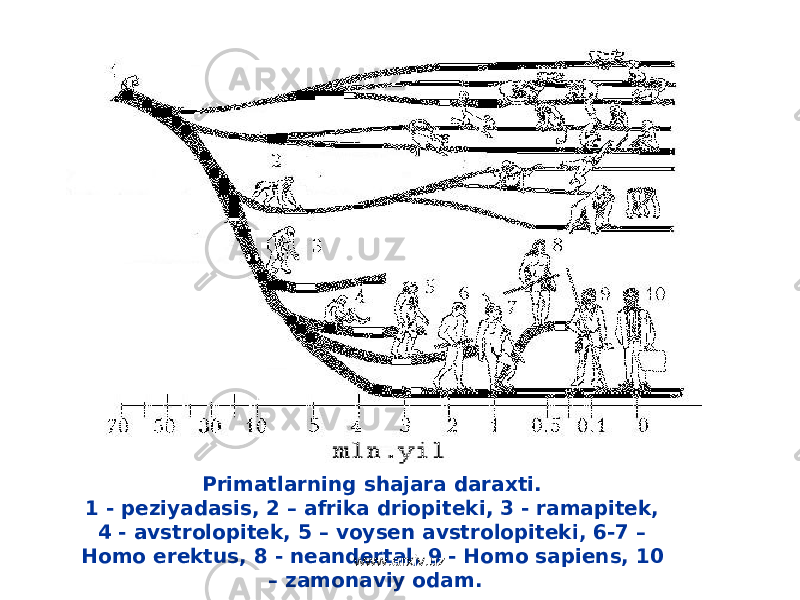 Primatlarning shajara daraxti. 1 - peziyadasis , 2 – afrika driopiteki , 3 - ramapitek , 4 - avstrolopitek , 5 – voysen avstrolopiteki , 6-7 – Homo erektus , 8 - neandertal , 9 - Homo sapiens, 10 – zamonaviy odam .www.arxiv.uz 