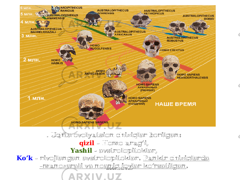 . Uchta evolyutsion chiziqlar berilgan : qizil – Homo urug’i , Yashil - avstrolopiteklar , Ko’k – rivojlangan avstrolopiteklar . Punktr chiziqlarda –munozarali va noaniq joylar ko’rsatilgan . www.arxiv.uz 