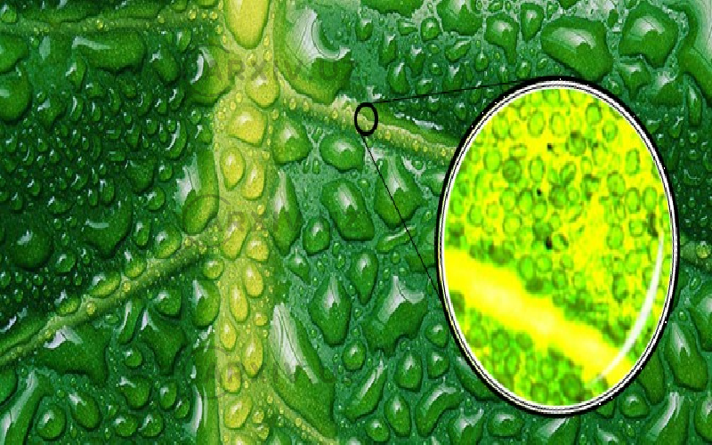 Растительный пигмент хлорофилл. Хлорофилл в клетках растения. Хлорелла фотосинтез. Хамелеон хлорофилл. Хлорофилл зеленый пигмент.
