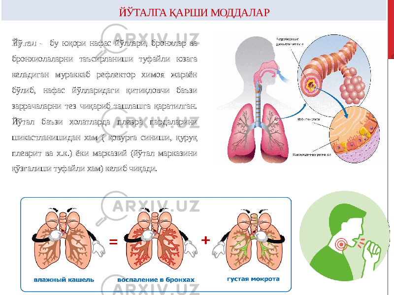 ЙЎТАЛГА ҚАРШИ МОДДАЛАР Йўтал - бу юқори нафас йўллари, бронхлар ва бронхиолаларни таъсирланиши туфайли юзага келадиган мураккаб рефлектор химоя жараён бўлиб, нафас йўлларидаги қитиқловчи баъзи заррачаларни тез чиқариб ташлашга қаратилган. Йўтал баъзи холатларда плевра пардаларини шикастланишидан хам ( қовурға синиши, қуруқ плеврит ва х.к.) ёки марказий (йўтал марказини қўзғалиши туфайли хам) келиб чиқади. 