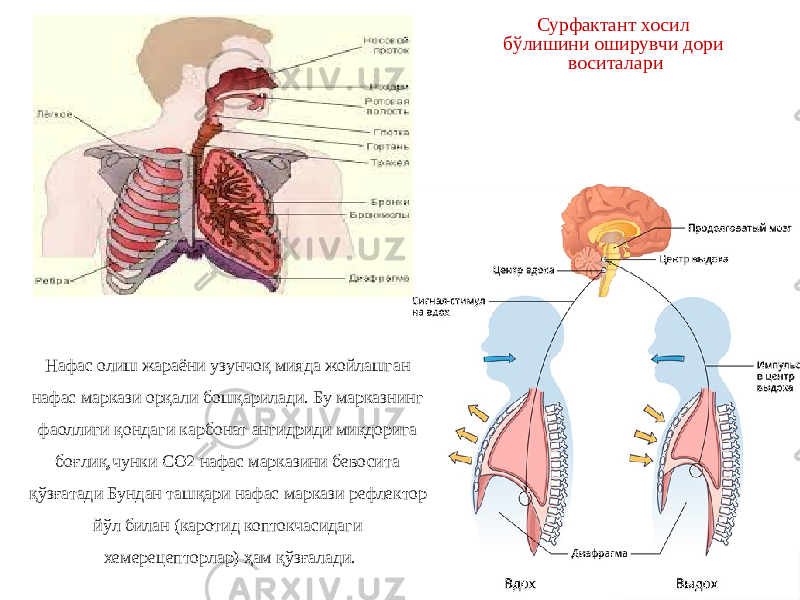 Нафас олиш жараёни узунчоқ мияда жойлашган нафас маркази орқали бошқарилади. Бу марказнинг фаоллиги қондаги карбонат ангидриди миқдорига боғлиқ,чунки CО2 нафас марказини бевосита қўзғатади Бундан ташқари нафас маркази рефлектор йўл билан (каротид коптокчасидаги хемерецепторлар) ҳам қўзғалади. Сурфактант хосил бўлишини оширувчи дори воситалари 