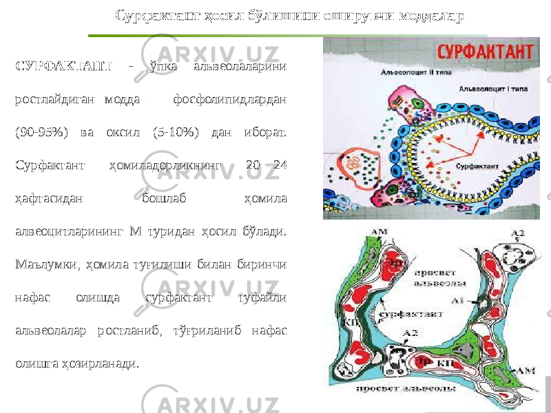 Сурфактант ҳосил бўлишини оширувчи моддалар СУРФАКТАНТ - ўпка альвеолаларини ростлайдиган модда — фосфолипидлардан (90-95%) ва оксил (5-10%) дан иборат. Сурфактант ҳомиладорликнинг 20—24 ҳафтасидан бошлаб ҳомила алвеоцитларининг М туридан ҳосил бўлади. Маълумки, ҳомила туғилиши билан биринчи нафас олишда сурфактант туфайли альвеолалар ростланиб, тўғриланиб нафас олишга ҳозирланади. 