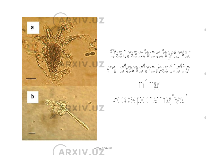 Batrachochytriu m dendrobatidis ning zoosporangiysi www.arxiv.uz 