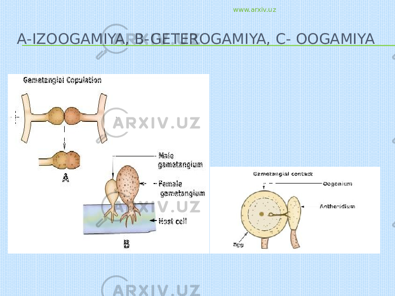 A-IZOOGAMIYA, B-GETEROGAMIYA, C- OOGAMIYA www.arxiv.uz 