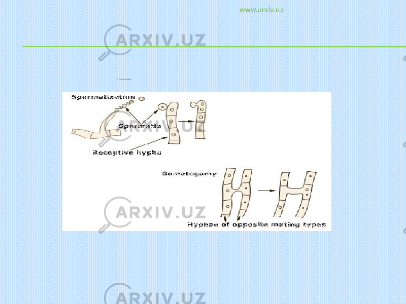 SOMATOGAMIYA , www.arxiv.uz 