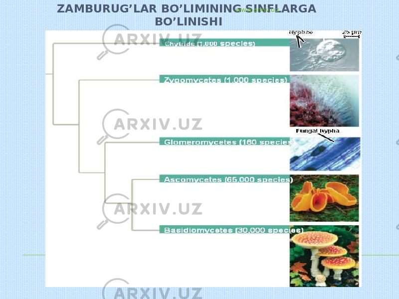 ZAMBURUG’LAR BO’LIMINING SINFLARGA BO’LINISHI www.arxiv.uz 